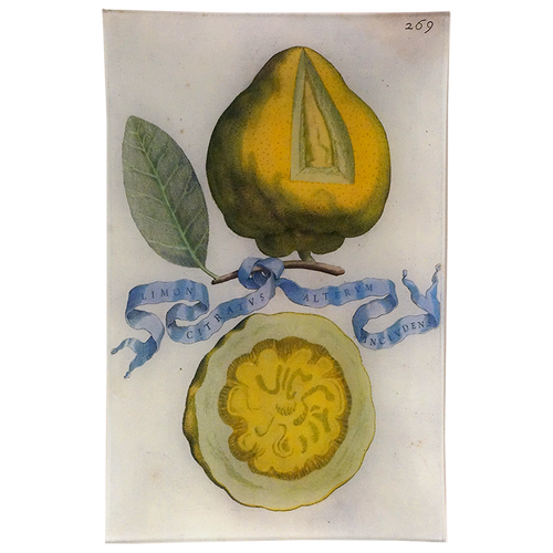 Limon 269
