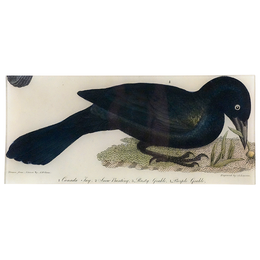 Purple Grackle