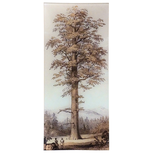 Red Cypress