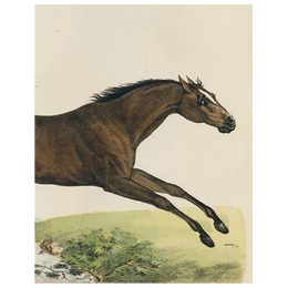 Jumping Horse (p 14)