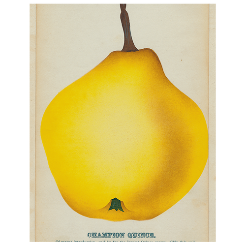 Champion Quince (p 18)