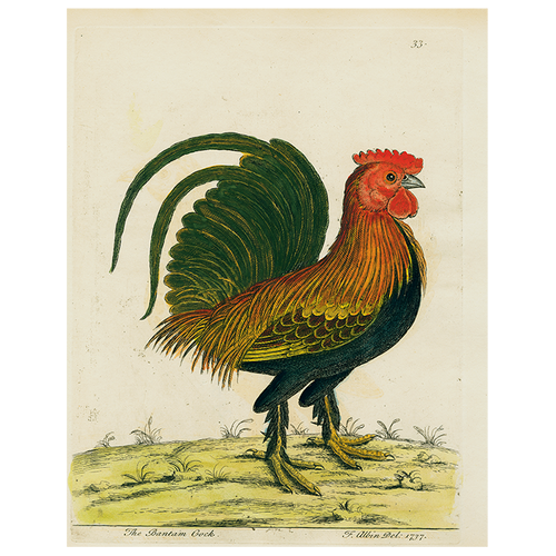 Bantam Cock (p 21)
