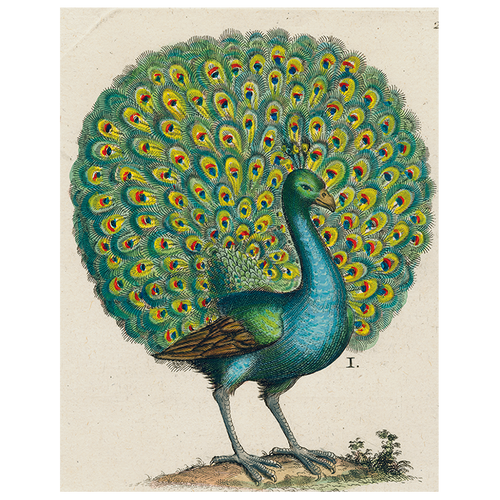 Coy Peacock (p 29)