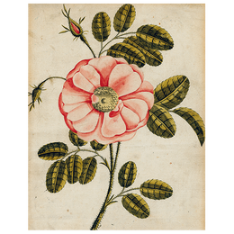 La Rose (p 49)