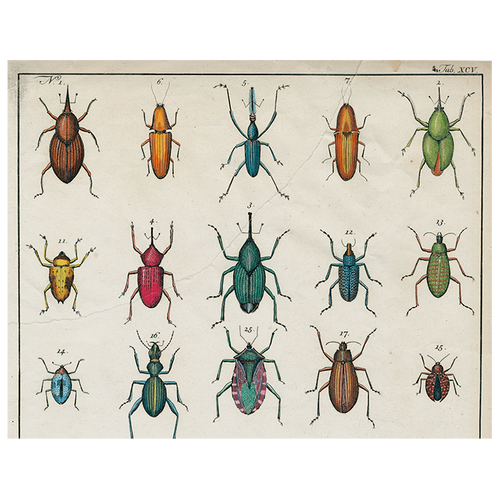 Torn Insects (p 51)
