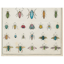 Torn Insects (p 52)