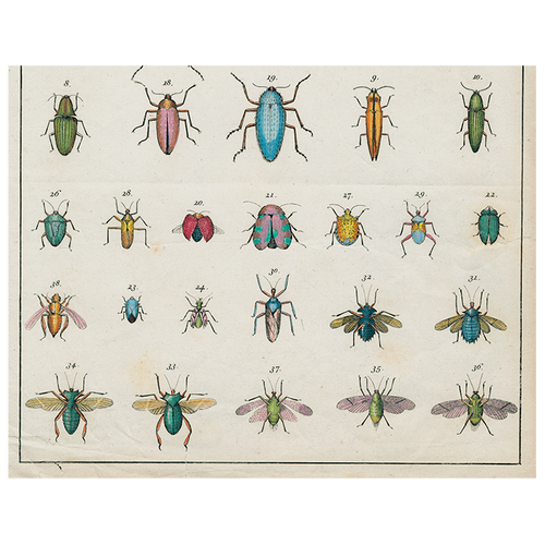 Torn Insects (p 52)