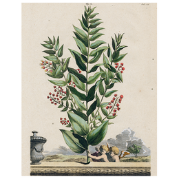 Myrtopetalon (p 61)