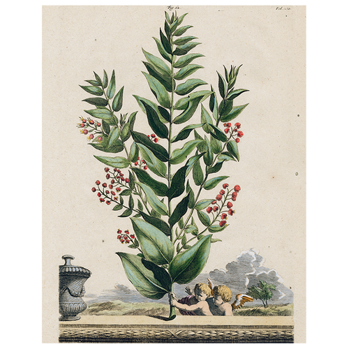 Myrtopetalon (p 61)