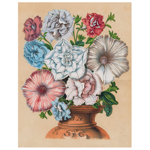 Petunias (p 65)
