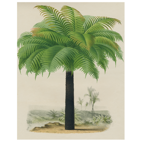 Palm (p 67)