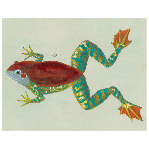 Frog (p 73)