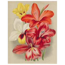 Gladiola (p 74)