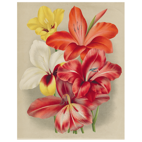 Gladiola (p 74)