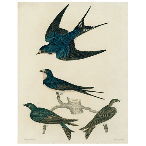 Barn Swallow (p 78)