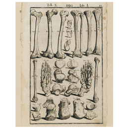 Bones (p 83)