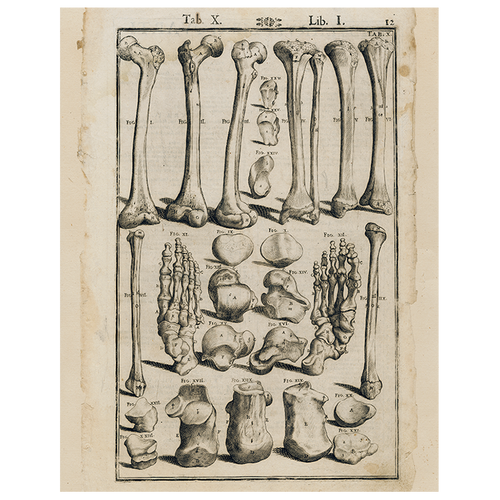 Bones (p 83)