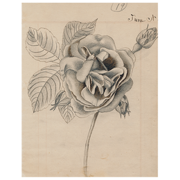 Rose (p 86)