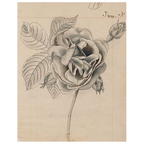 Rose (p 86)
