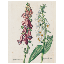 Double Foxglove (p 92)