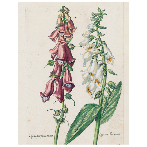 Double Foxglove (p 92)