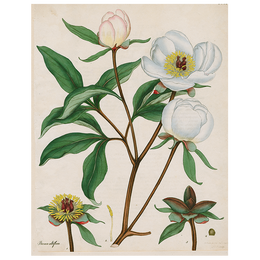 Peonies (p 95)