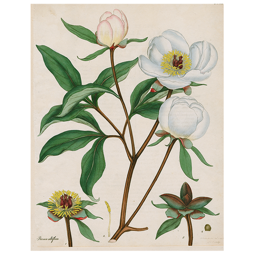 Peonies (p 95)