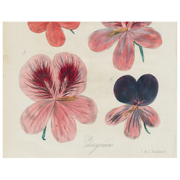 Six Pelargonium (p 98)