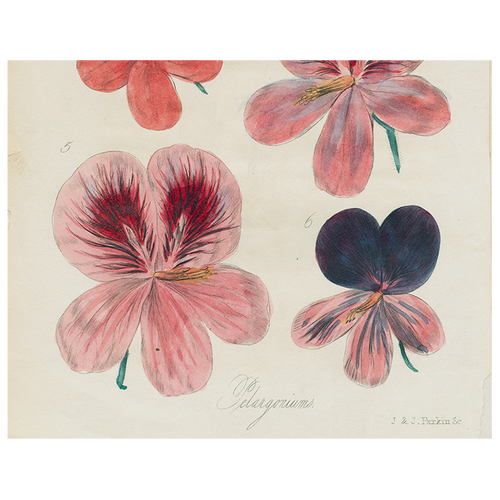 Six Pelargonium (p 98)