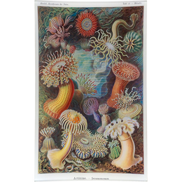 Actiniae (Sea Anemones)