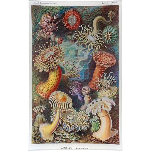 Actiniae (Sea Anemones)