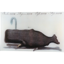 Whale Fig. 1