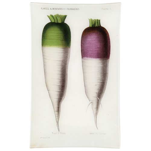 X - Navet du Palatinat (Vegetable)