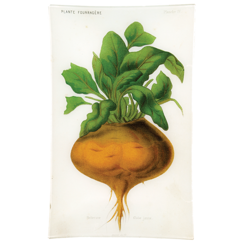 IV - Betteraves Globe Jaune (Vegetable)