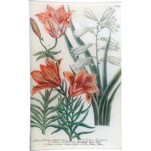 N. 655 Madonna Lily