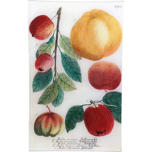 N. 705 Apples