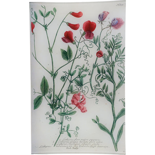 N. 629 Tangier Pea