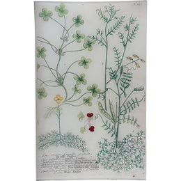 N. 637 Lentille