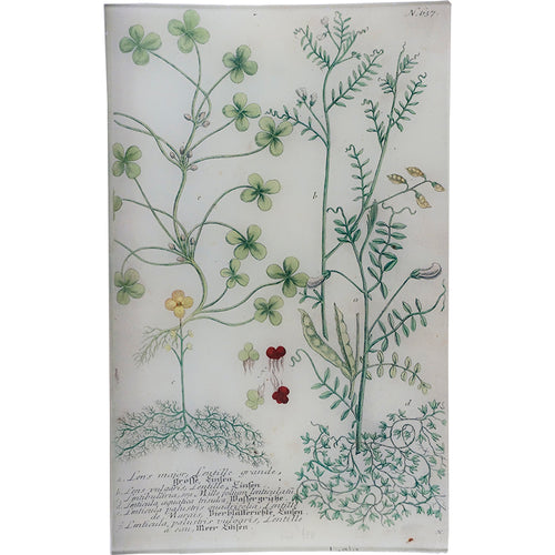 N. 637 Lentille