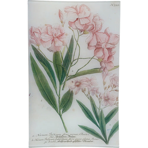 N. 755 Oleander
