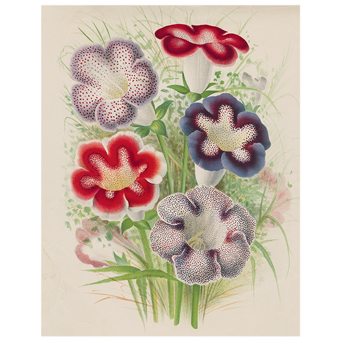 Gloxinia (p 106)