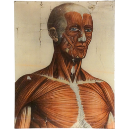 Muscle Head