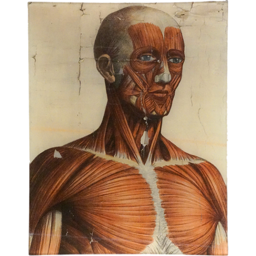 Muscle Head