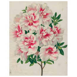 Azalea (p 115)