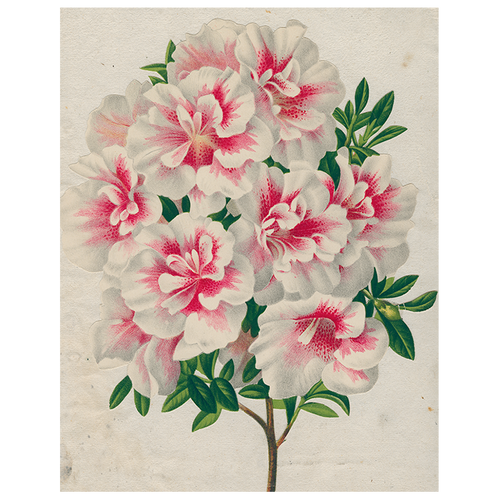 Azalea (p 115)