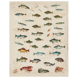 Fish (p 118)