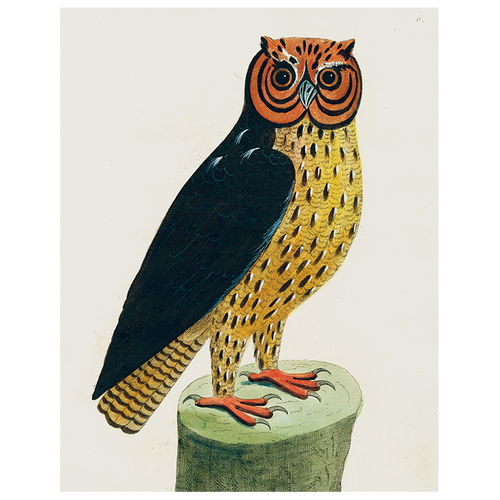 Horn Owl (p 119)