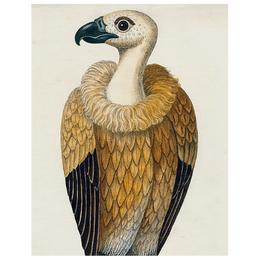 #26-Vulture (p 120)