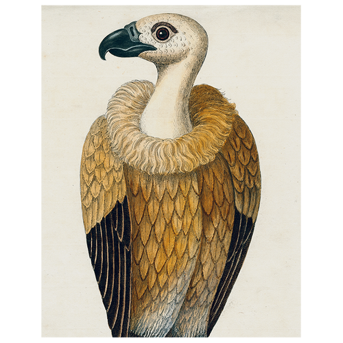 #26-Vulture (p 120)