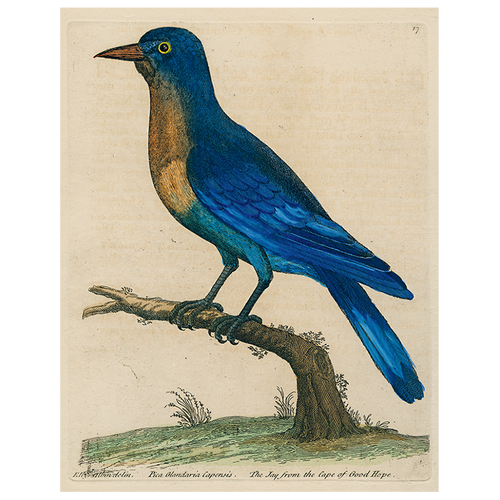 #11-Good Hope Blue Jay (p 126)